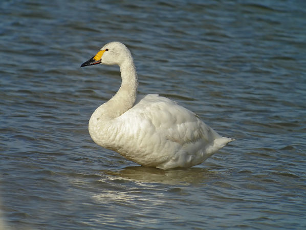 Image:CYGNE_BEWICK0374_BR.jpg