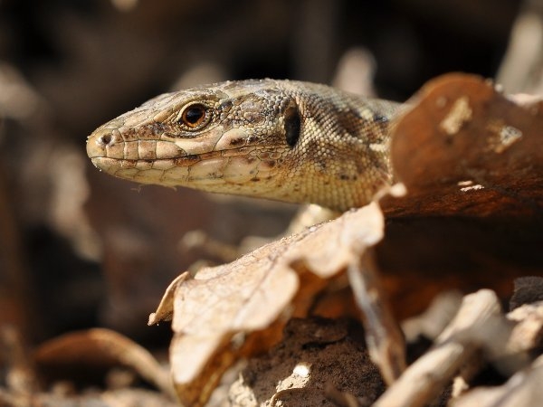 Image:Lezard_des_murailles_Podarcis_muralis_Cedric_Mroczko.JPG