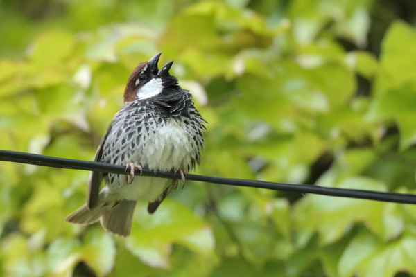 Image:Moineau_espagnol_Passer_hispaniolensis_Antoine_Joris.jpg