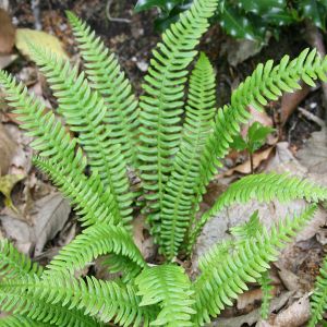 Polypode commun Polypodium vulgare 4 Nicolas MacaireBR.jpg