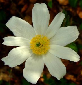 Image:Anemone_pulsatille_1_Cedric_MroczkoBR.JPG