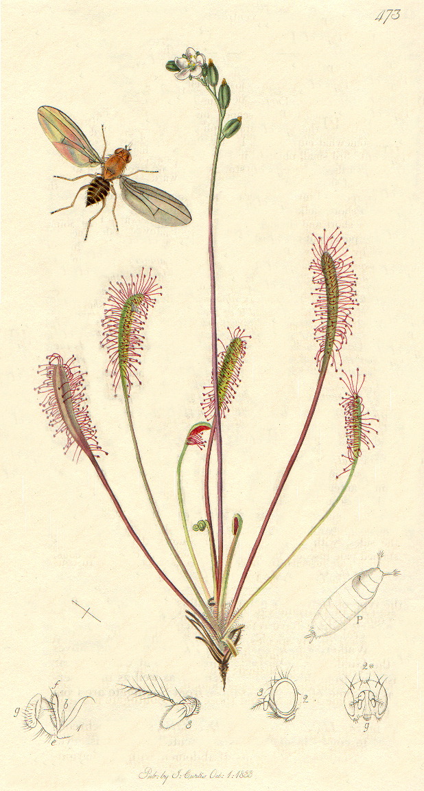 Image:Drosera_anglica.jpg