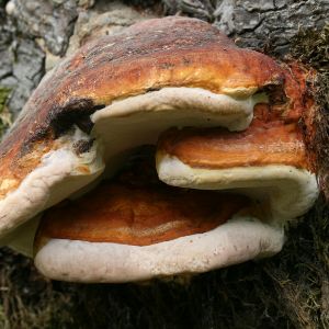 Image:Fomitopsis_pinicola_2_Nicolas_MacaireBR.jpg