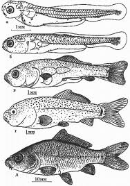 Cyprinus carpio developpement.jpg