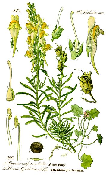 Image:Linaria_vulgaris.jpg