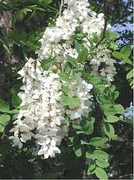 Image:Robinia_pseudoacacia.jpg