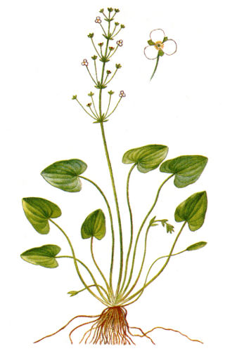 Image:Caldesia_parnassifolia_BR.jpg