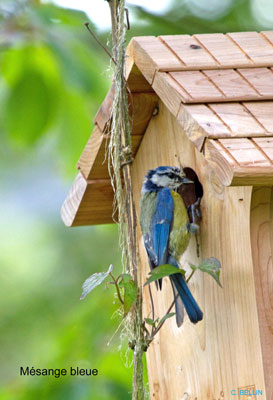 Image:Mésange_bleue_et_nichoir.jpg