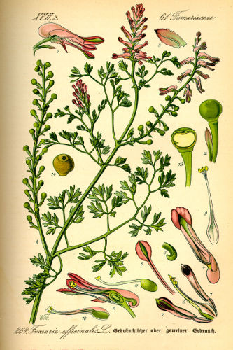 Fumaria officinalis.jpg