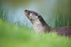 Loutre RSPB images 1041523.jpg