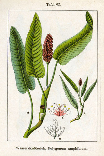 Image:Polygonum_amphibium_2.jpg