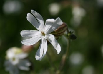 Image:Compagnon_blanc_1_Nicolas_MacaireBR.jpg