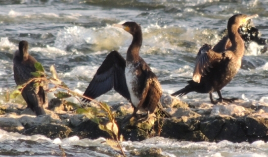 Cormorans.jpg