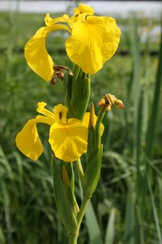 Image:Iris_pseudacorus_Donana_1_Nicolas_MacaireBR.jpg