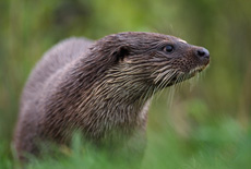 Loutre RSPB images 1037778.jpg