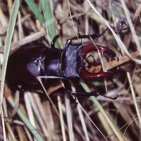 Image:Lucane_cerf-volant_Lucanus_cervus_LPO_BR.jpg