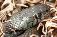 Image:Couleuvre_a_collier_Natrix_natrix_tete_Gilles_Bentz_BR.jpg