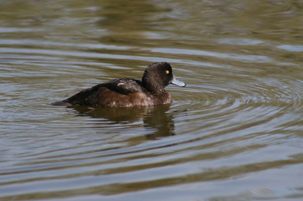 Image:Fuligule_morillon_Aythya_fuligula_fem_Daimiel_Nicolas_Macaire3883BR.jpg