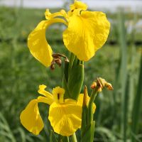 Iris pseudacorus Nicolas MacaireBR.jpg