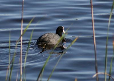 Fulica atra Donana 1 Nicolas MacaireBR.jpg