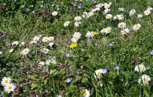 Image:Paquerettes_Bellis_perennis_3_Nicolas_Macaire_BR.jpg