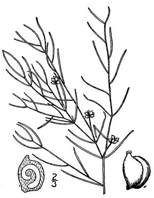 Image:Potamogeton_berchtoldii.jpg