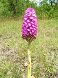 Orchis pyramidal Anacamptis pyramidalis 2 BR Nicolas Macaire.JPG