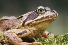 Grenouille rousse RSPB images 1023879.jpg