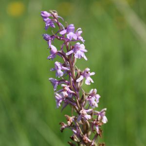 Gymnadenia conopsea O moucheron Nicolas Macaire4280 BR.JPG