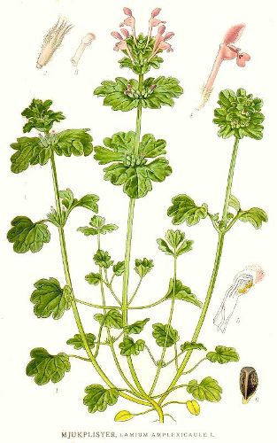 Lamium amplexicaule.jpg