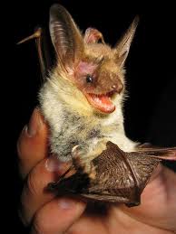 Myotis punicus.jpg