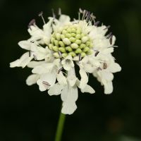 Image:Scabieuse_Scabiosa_sp_Kaçkar_Nicolas_Macaire3049BR.jpg