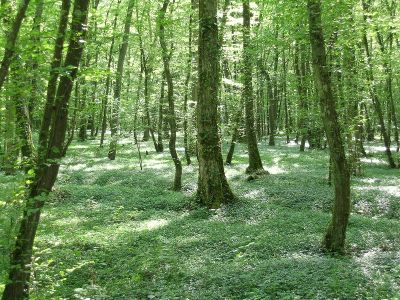 Sous bois Valleroy Nicolas MacaireBR.JPG