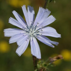 Image:Centauree_Centaurea_pullata_2_Nicolas_MacaireBR.jpgImage:Chicoree_Cichorium_intybus_1Nicolas_MacaireBR.jpg