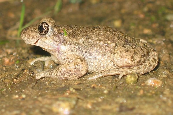 Crapaud accoucheur Alytes obstetricans Gilles Bentz BR.JPG