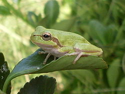 Hyla sarda.jpg