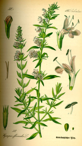 Image:Hyssopus_officinalis.jpg