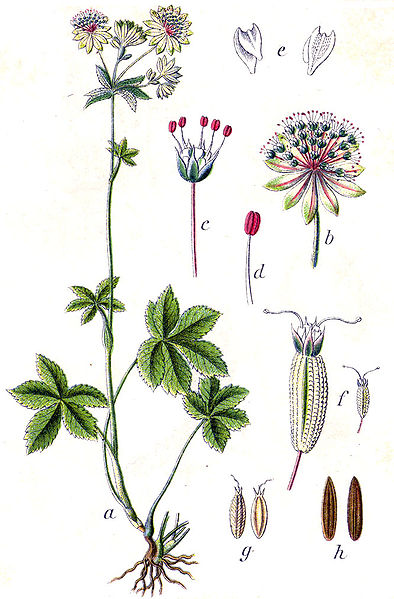 Astrantia major.jpg