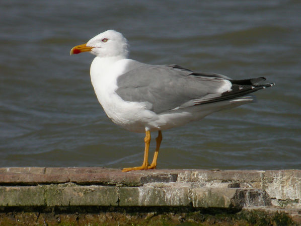 GOELAND LEUCOPHEE6818 BR.jpg