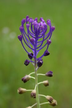 Image:Muscari_a_toupet_Muscari_comosum_1_Nicolas_MacaireBR.jpg