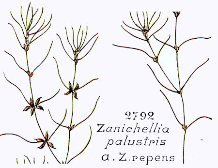 Image:Zanichellia_palustris_repens.jpg