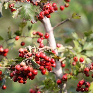 Image:Crataegus_monogyna_Nicolas_Macaire9260.JPG