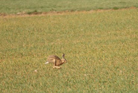 Lievre Lepus europaeus LPO Meuse.jpg