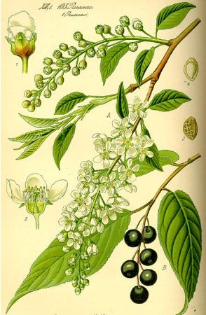 Prunus avium.jpg