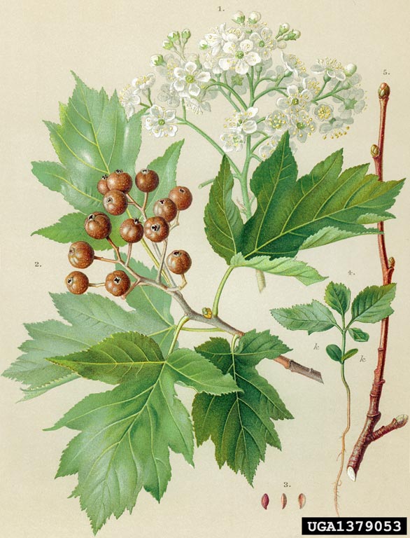 Sorbus torminalis.jpg