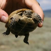 Tortue d'Iberie Testudo ibera Turquie Nicolas Macaire2732BR.jpg