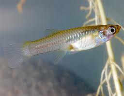 Gambusia affinis photo.jpg