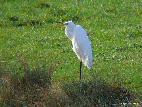 Image:Grande_aigrette_Casmerodius_albus_LPO_Tarn.jpg