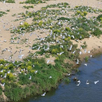 Ile aux mouettes Montlouis 24 Nicolas MacaireBR.jpg