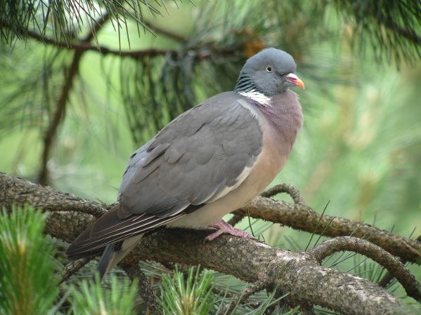 Image:Pigeon_ramier_Colomba_palumbus_Ch_Aussaguel_3_BR.JPG